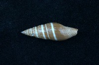 藏品(黑筆螺)的圖片